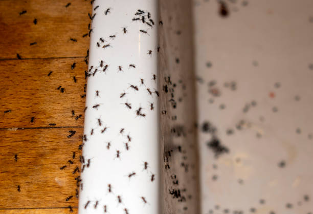 Best Wasp Removal Services  in Rockwell Place, TX